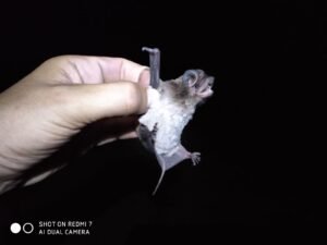 Murciélago mexicano de cola libre (Tadarida brasiliensis), especie del norte de México.
