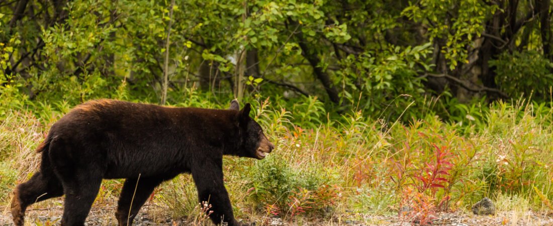 Oso negro abre la ventana de una cabaña y pide comida