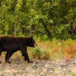 Oso negro en su hábitat natural
