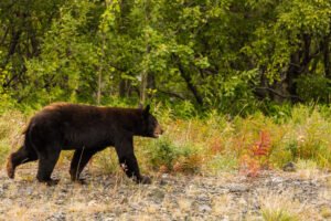 Oso negro en su hábitat natural