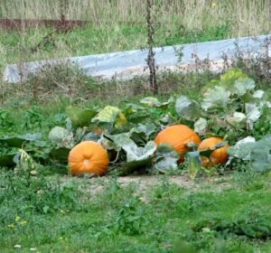 Calabazas en un campo de cosecha de otoño, como las del festival Pumpkin Dash.