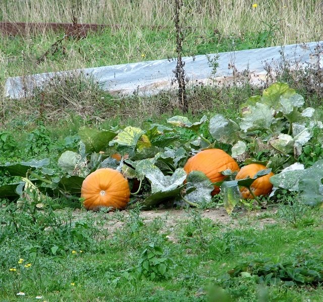 Calabazas en un campo de cosecha de otoño, como las del festival Pumpkin Dash.